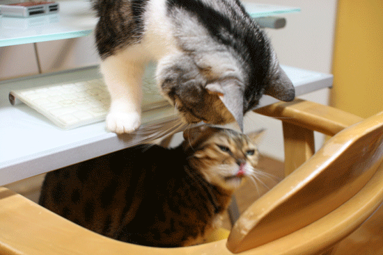 c0011300_113607.gif