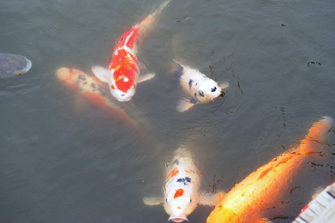 e0177509_2336766.jpg