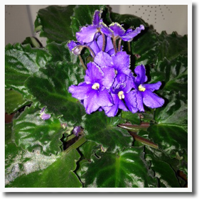 c0046316_17424519.png