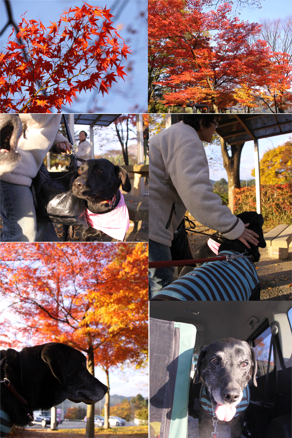 e0149256_1063839.gif