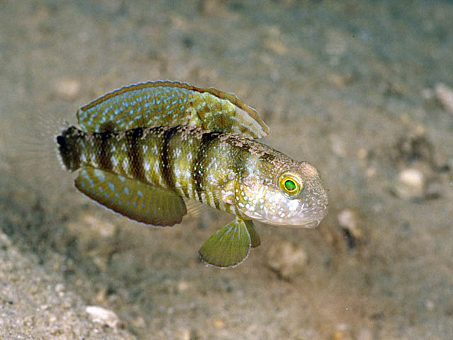 f0199866_753343.jpg