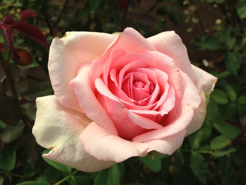 f0201297_9422641.jpg