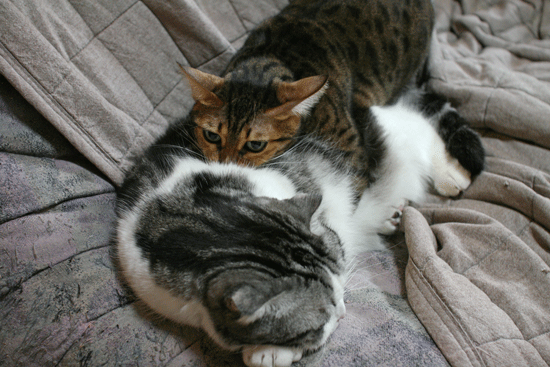 c0011300_161842100.gif