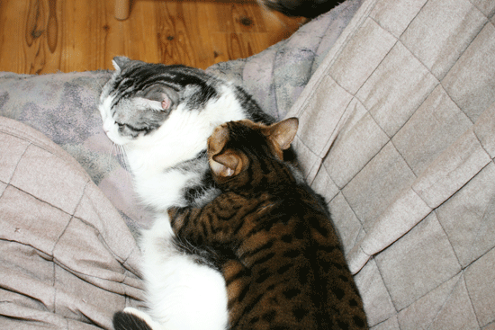 c0011300_16184919.gif