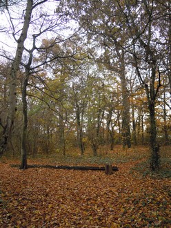 e0206902_20525329.jpg