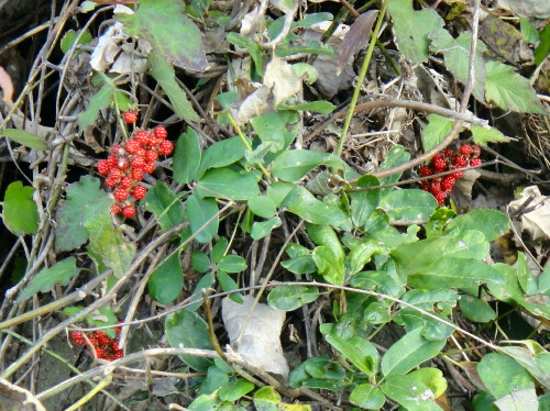 c0179351_2144869.jpg