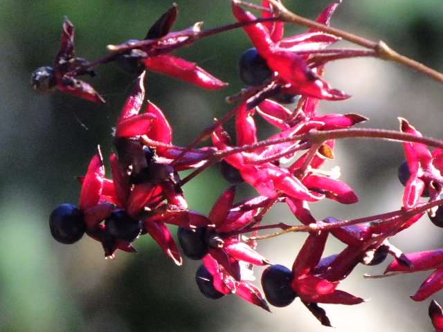 e0145782_17513461.jpg
