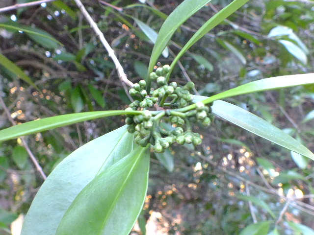 e0145782_17532716.jpg