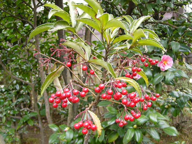 e0145782_18149.jpg