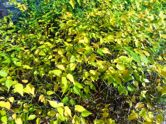 e0016828_1223147.jpg