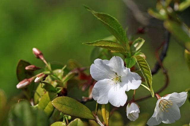 a0242438_21194597.jpg