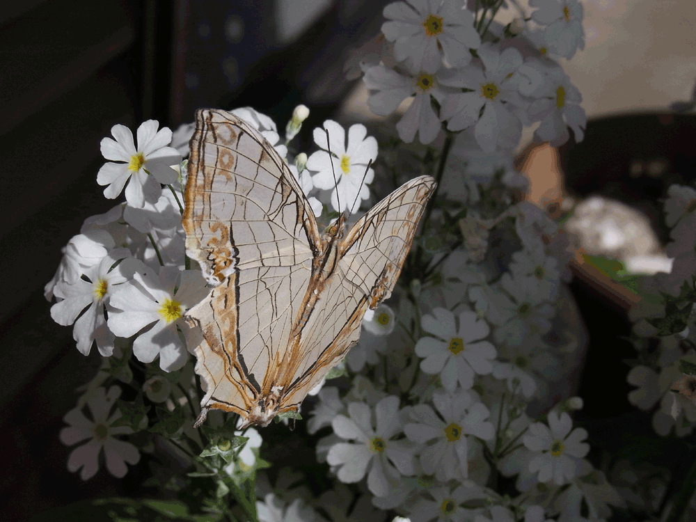 c0306638_2110597.gif