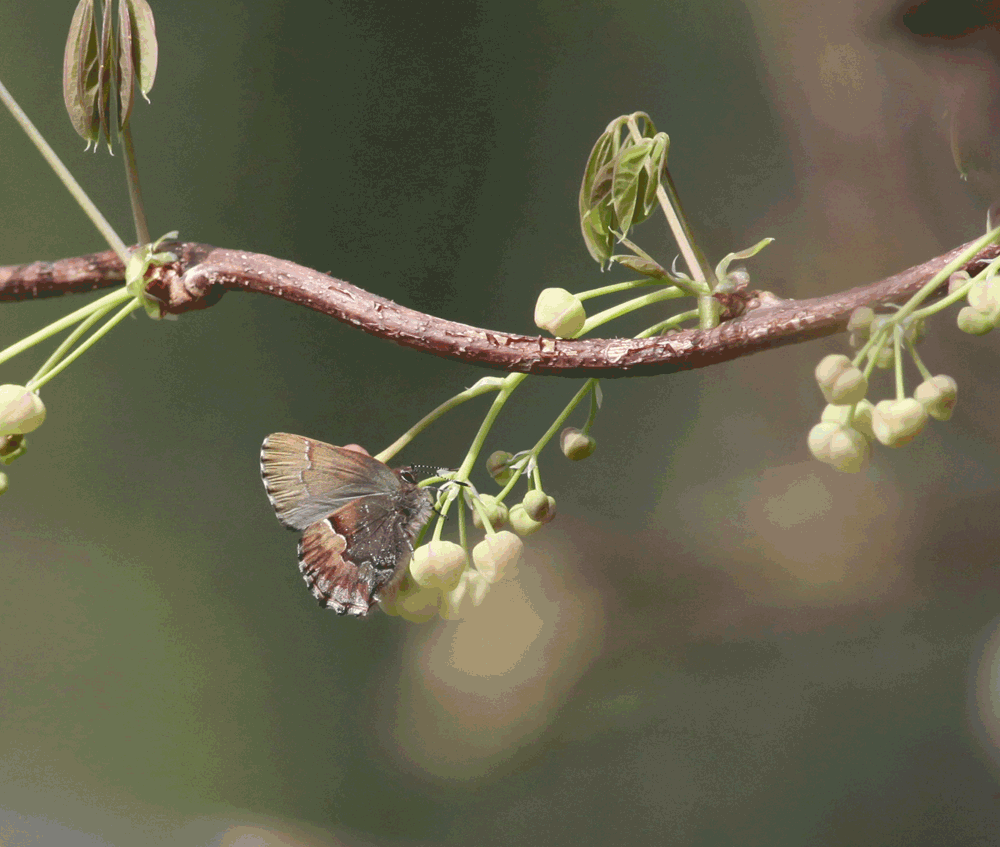 c0306638_21162887.gif