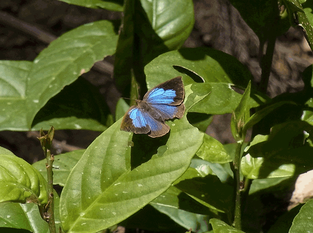 c0306638_21255453.gif