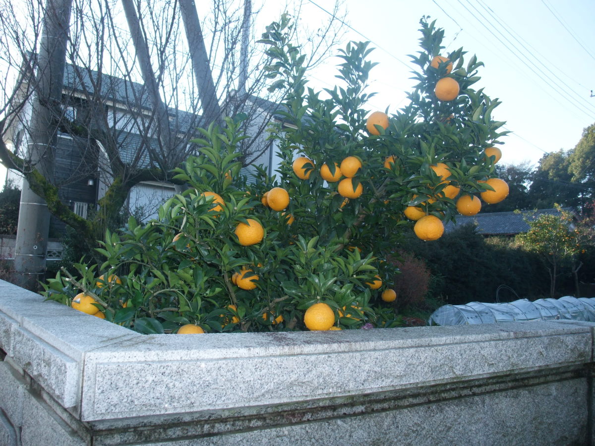 a0303241_22501747.jpg