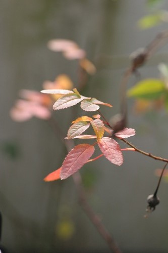 c0186463_1774215.jpg