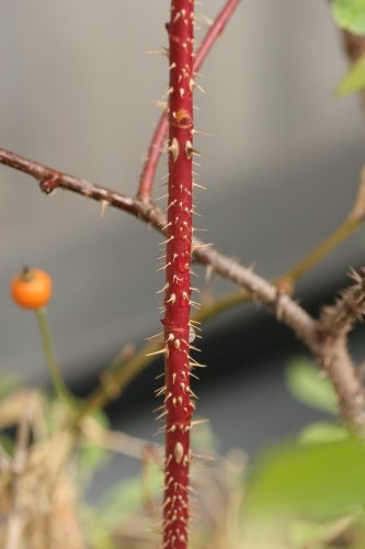 c0186463_1785460.jpg