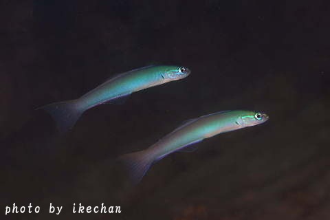 a0155467_22505011.jpg