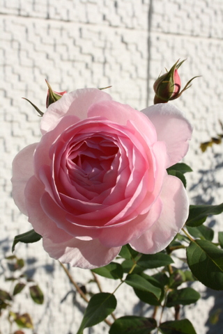 c0248269_948353.jpg