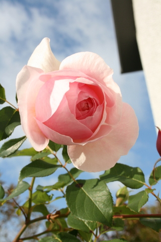 c0248269_9491163.jpg