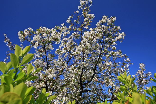 a0242438_22232891.jpg