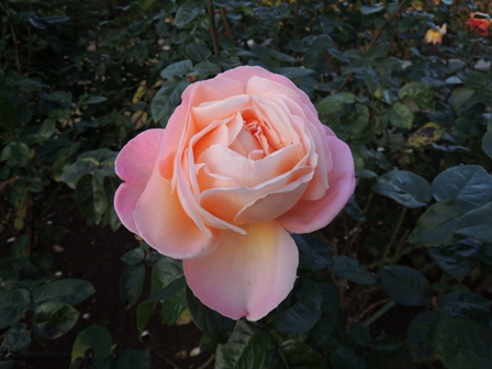 b0173754_16501673.jpg