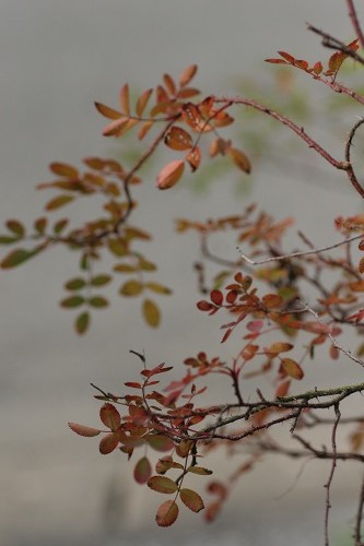 c0186463_14511123.jpg