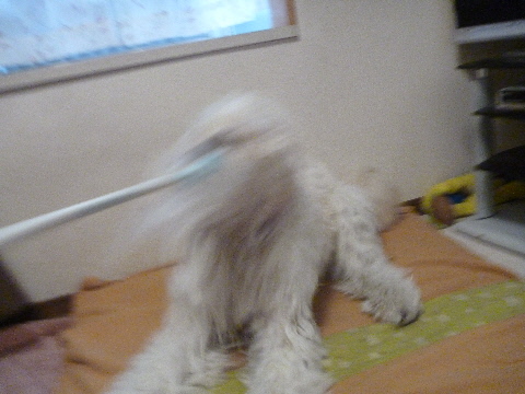 e0161972_16433821.jpg