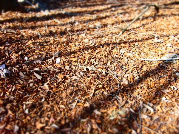 b0244811_2335581.jpg