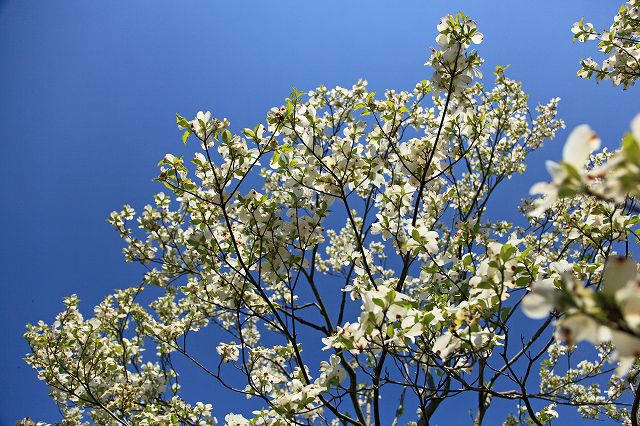 a0242438_1837735.jpg