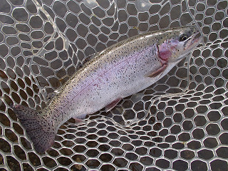 f0065341_1035417.jpg