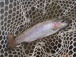 f0065341_103768.jpg