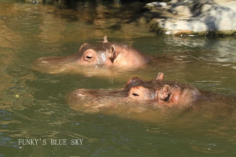 c0145250_924974.jpg