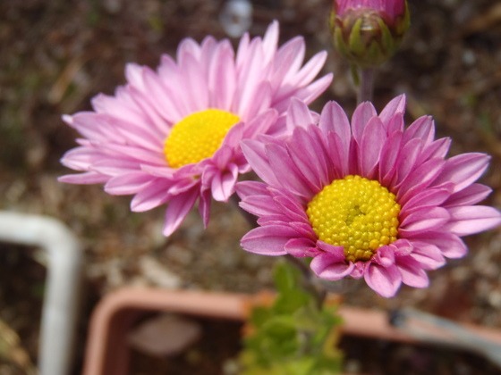 a0054240_022013.jpg