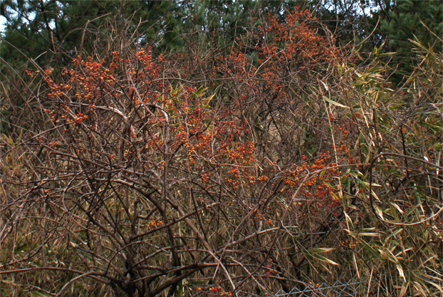 f0214649_932327.jpg