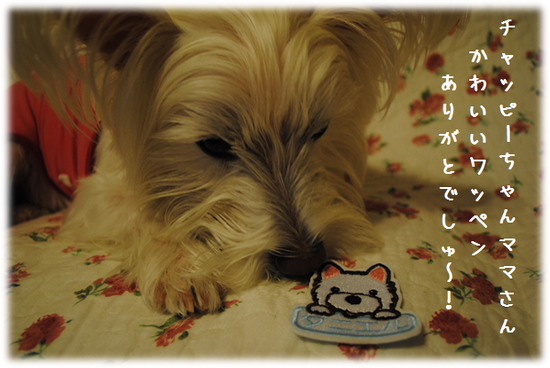 b0242873_29099.png