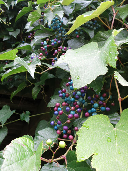 f0176688_11105458.jpg