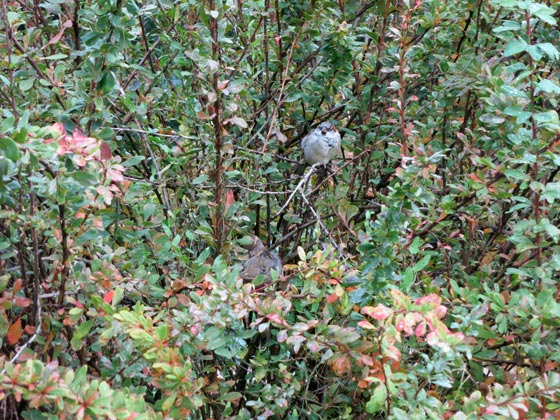 f0176688_1132283.jpg