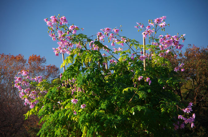 a0263109_1022446.jpg