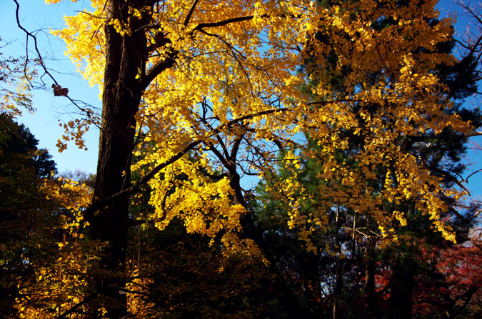 a0263109_10242668.jpg