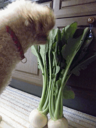 c0136736_19522045.gif