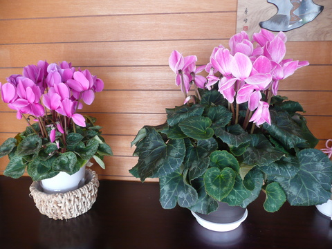 c0009528_2253506.jpg