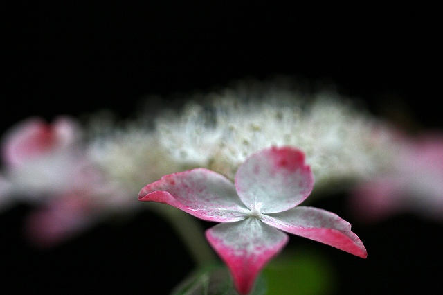 a0242438_1913943.jpg