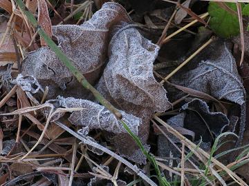 e0130185_17263652.jpg