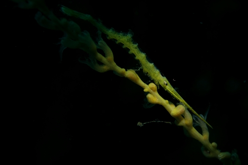 f0206424_1551460.jpg
