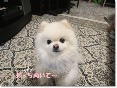 b0167519_0183276.gif