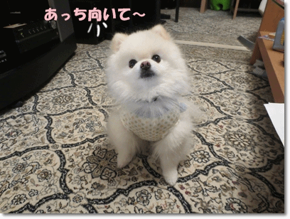 b0167519_0201555.gif