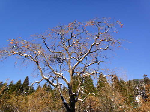 c0179351_9433345.jpg