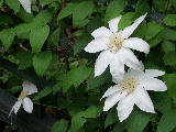 e0088260_22224359.jpg