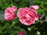 e0088260_22235740.jpg